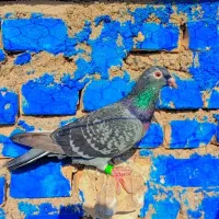 کبوتر پرنده ماده پلاکی درجه یک|پرنده|کارون, |دیوار