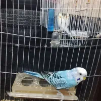 مرغ عشق مست مست بخون