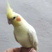 عروس هلندی ماده|پرنده|شیرود, |دیوار