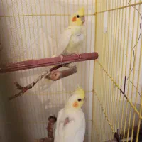 عروس هلندی