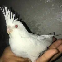 عروس هلندی