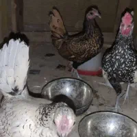 مرغ و خروس سبرایت مینیاتوری|حیوانات مزرعه|قم, شهرک قدس|دیوار