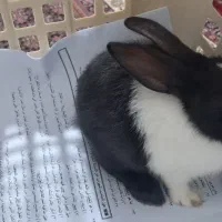 خرگوش