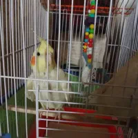 یک جفت عروس هلندی باقفس
