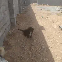 سگ پاپی