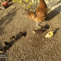 جوجه اردک اصلاحی ،اسراییلی ،روسی یاموسکویی|حیوانات مزرعه|رشت, جماران|دیوار