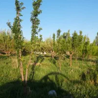 باغ یک هکتاری نزدیک به شهر|فروش زمین و ملک کلنگی|زنجان, |دیوار