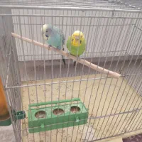 یک جفت مرغ عشق