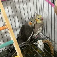 دوتا عروس هلندی سرلاکی ۵۰روزه