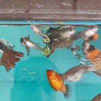 فروش و تکثیر ماهی گوپی|ماهی|ملایر, |دیوار