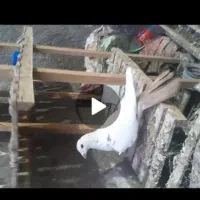 تابلو|تابلو، نقاشی، عکس|فردوس (خراسان), |دیوار