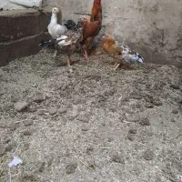 مرغ لاری اصل