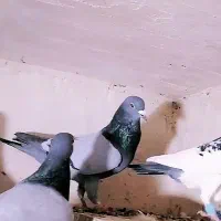 کفتر پرشی المانی پلنگ کرمونی وطوقی|پرنده|سلیمان, |دیوار