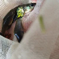 ماهی گوپی مولد|ماهی|جیرفت, |دیوار