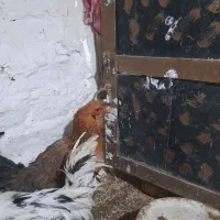 مرغ وخروس|حراج|بیجار, |دیوار