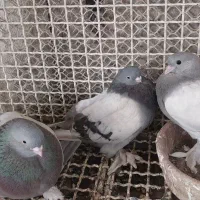 جوجه سبز زینتی عربی نوک جمع
