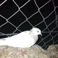 کبوتر|پرنده|میناب, |دیوار