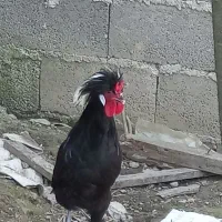 خروس لهستانی