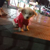 سگ پاکوتاه|سگ|تبریز, |دیوار