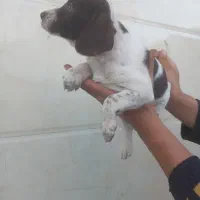 سگ شکاری پیونترالمانی