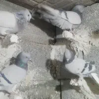 دمسفید کفتر|پرنده|سیدان, |دیوار