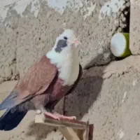 کبوترسرسفید یا مخملی|پرنده|فردوس (کرمان), |دیوار