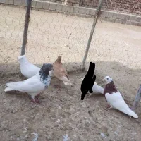 کبوتر|پرنده|بناب, |دیوار