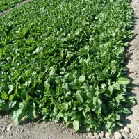 سبزی پالک|خوردنی و آشامیدنی|ایرانشهر, |دیوار