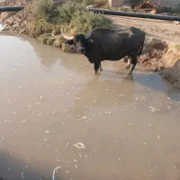 جاده گنبوعه روستایی ملیحه