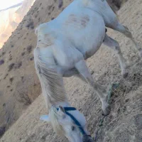 اسب باری|حیوانات مزرعه|ننور, |دیوار