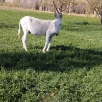 الاغ|حیوانات مزرعه|قوچان, |دیوار