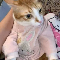 واگذاری گربه