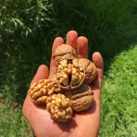 نهال گردو مقاوم به آفت
