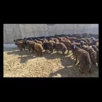 poko m6 pro|موبایل|تهران, جمالزاده|دیوار