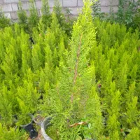 لاوسون سطل 3 و نیم