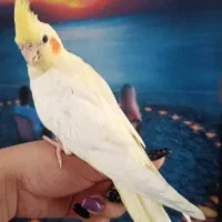 یک جفت عروس هلندی
