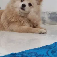 سگ پامرفروشی|سگ|قدس, شهر‌قدس|دیوار