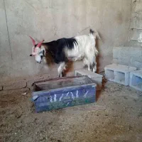 سه عدد بز|حیوانات مزرعه|مسجد سلیمان, |دیوار