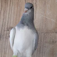 دو جفت کبوتر بدرنگ