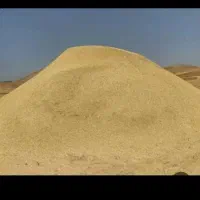 کاه سفید دیم فروشی