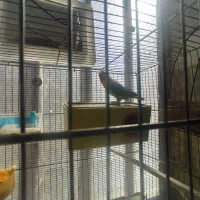 عروس هلندی و طوطی برزیلی|پرنده|شهریار, شهریار|دیوار