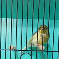قناری نر گلاستر اورجینال