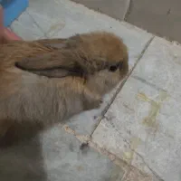 خرگوش نر لپ