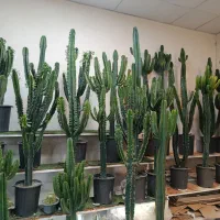 کاکتوس بزرگ