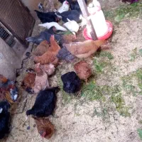 مرغ خروس محلی و گلین