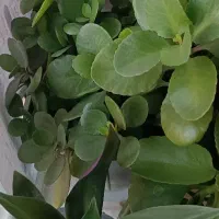 گل طبیعی|گل و گیاه طبیعی|شیراز, کوشک میدان|دیوار