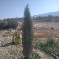 سروناز شیرازی