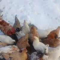 مرغ محلی|حیوانات مزرعه|مارگون, |دیوار