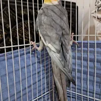 عروس هلندی زیبا