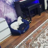 سگ ماده گمشده|حیوانات|شاهینشهر, پاسداران|دیوار